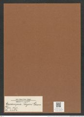 Eucampia payeri Grun. (de-Toni-Nr.: Genus 142, Species 4084) Zeichnungen Sammlung Grunow Mappe 04095 (Herbarium_W_Grunow_drawings_Folder_04095)